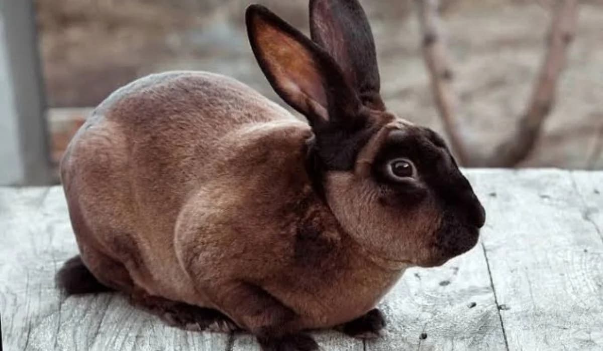 Rex Rabbit: Care, Diet, Health, Temperament & Guide